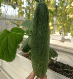 Gray-green Skin F1 Cucumber Seeds CU-T4 suppliers