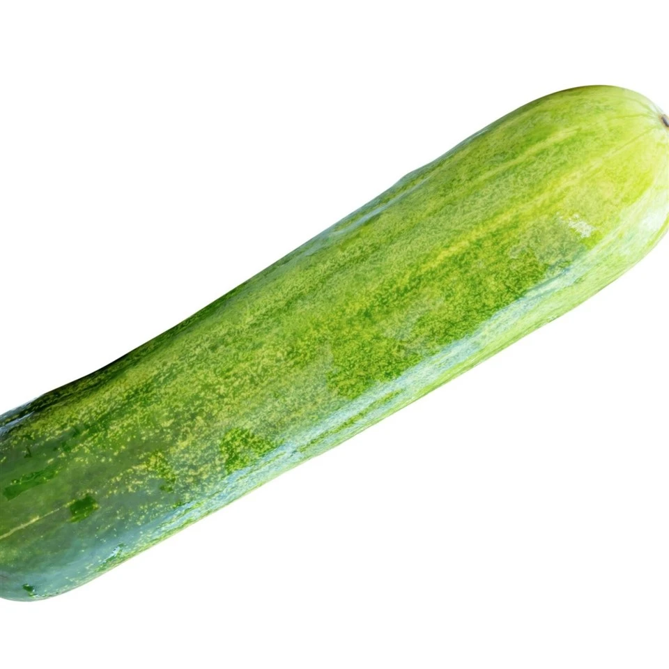 High-yielding Cucumber Seeds CU-T6 suppliers