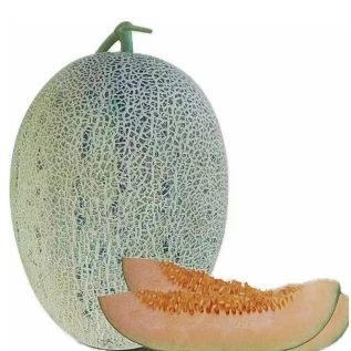 Semillas de melón híbrido de maduración media ME-226（2）