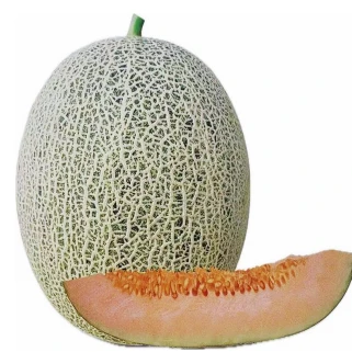 Semillas de melón híbrido de piel verde y pulpa naranja roja ME-225（2）