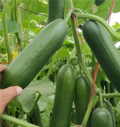 오이 씨앗을 심기에 가장 적합한 토양 pH는 얼마일까요?