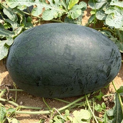블랙 스킨 수박씨 WA-812