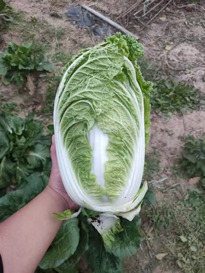 배추 판매（CC-51）