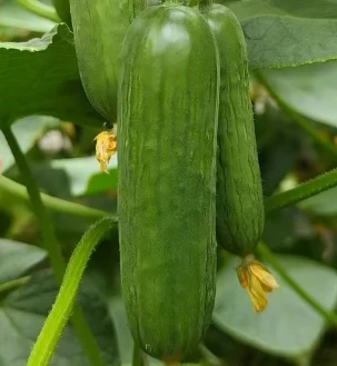 질병저항성이 좋은 오이씨앗 CU27