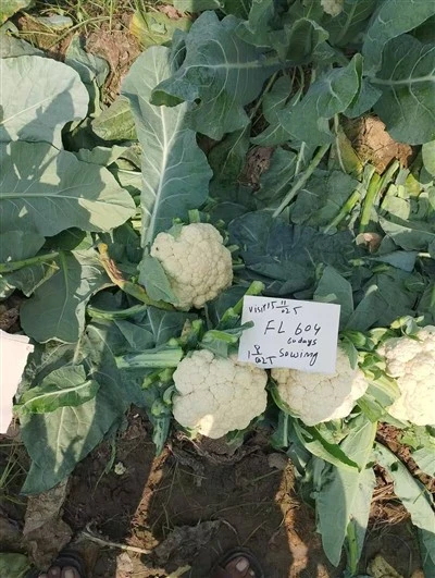 그린 자이언트 라이스 콜리플라워(백설공주)
