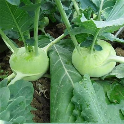 하이브리드 kohlrabi 씨앗