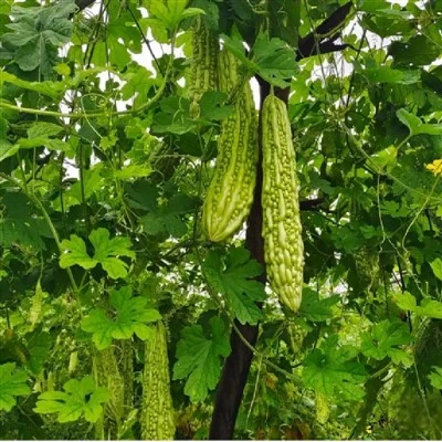 유기농 쓴 멜론 씨앗