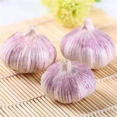 유기농 씨앗 마늘