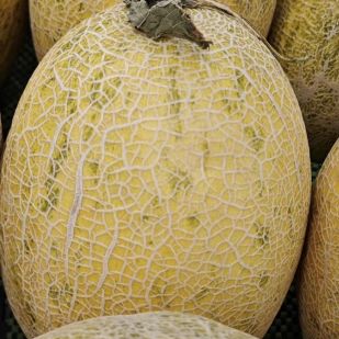 Semillas De Melón De Cáscara Amarilla Y Pulpa Rojo Anaranjada ME-150G