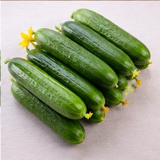 강력한 질병 저항성 F1 오이 씨앗 CA23