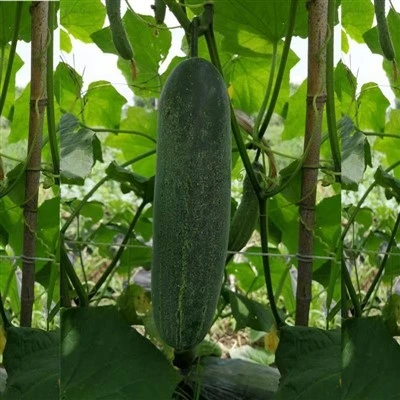 태국 오이 씨앗