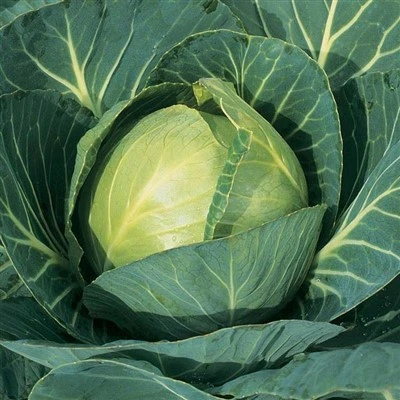 겨울 양배추 식물 씨앗